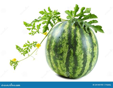 The watermelon stock photo. Image of nature, blossom - 24140190