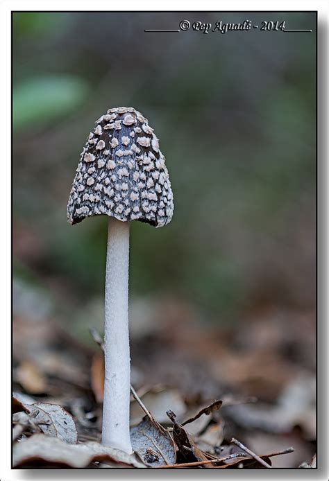 Bolet 2 Coprinus Picaceus Bolet De Femer Blanc I Negre Flickr