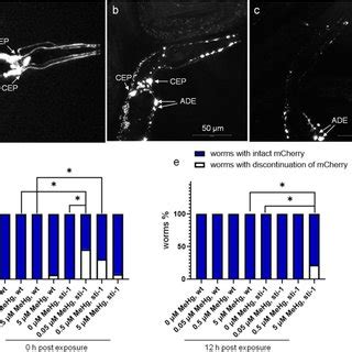 Discontinuation Of CEP Dendritic MCherry Is Induced By MeHg In Sti 1