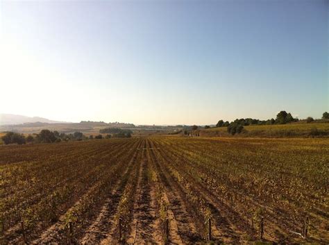 Vinyes a Sant Sadurní d Anoia Wines Farmland Vineyard Lovely