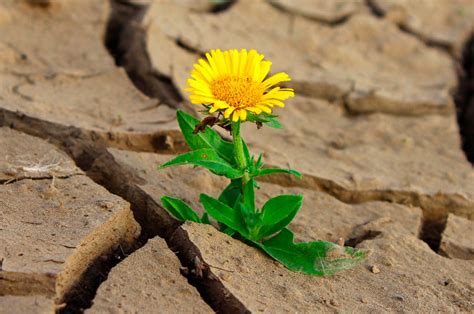 Qué es la sucesión ecológica y cuáles son sus tipos