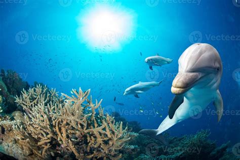 dolphin underwater on blue ocean background 12214303 Stock Photo at ...