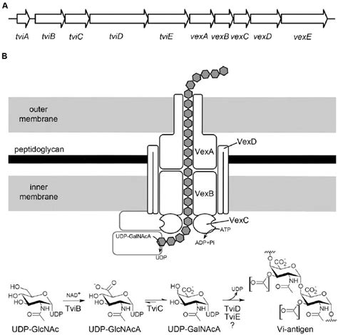 Overview Of The Viab Operon And Vi Capsular Polysaccharide Biosynthesis