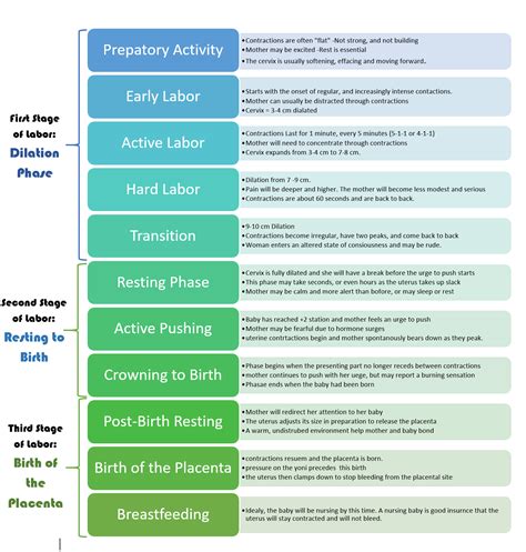 Stages of labor – Artofit