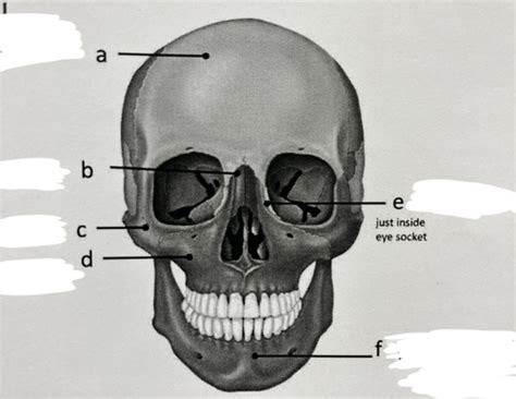 The Axial Skeleton Flashcards | Quizlet