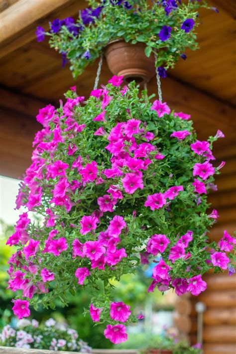 Petunia Hanging Basket Care - How to Grow Enviable Displays!