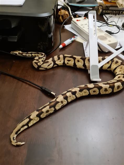 Help Identify Morph please - Ball Pythons - MorphMarket Reptile Community