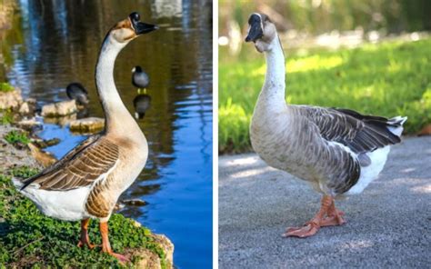 Toulouse Goose Breed Profile And Facts Learnpoultry