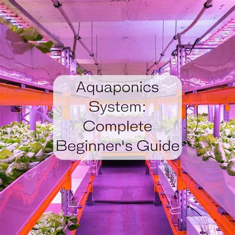 Aquaponics System: Complete Beginner's Guide + Benefits