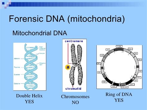 Why Mitochondrial Dna Is Inherited From Mother Only In Contrast With