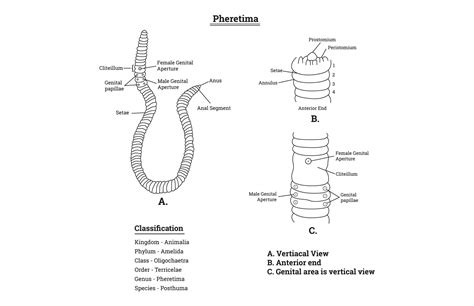 Ascaris Lumbricoides Details Outline Gráfico Por Hamjaiu · Creative Fabrica