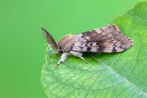 Gypsy Moth Population Continually Increasing - The Farm