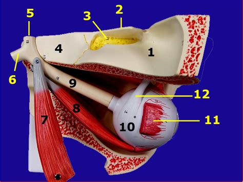 Eye In Orbit Superior Diagram Quizlet