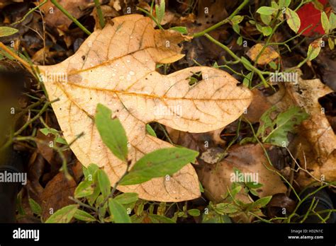 Fall leaf colors Stock Photo - Alamy