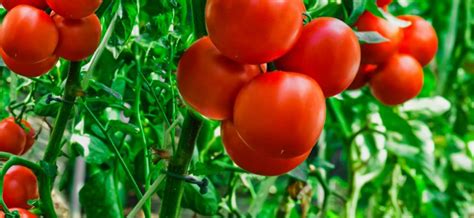 Early Varieties Of Tomatoes Healthy Food Near Me