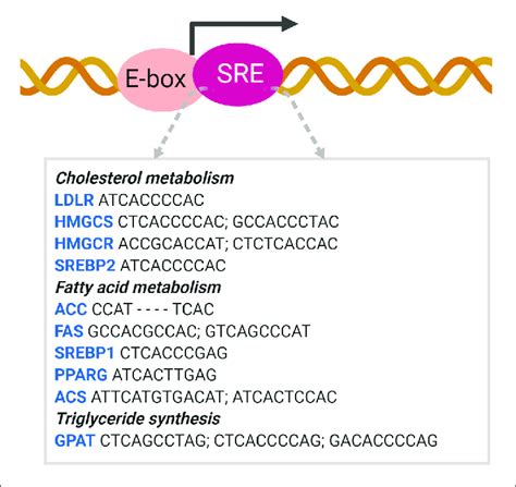 SREBP Binds To The SRE Promoter SREBP Binding To The SRE Promoter