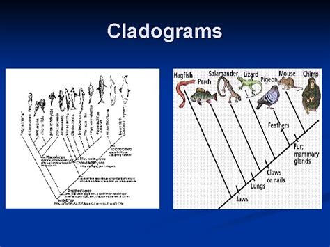 Chapter Organizing Lifes Diversity Classification N The