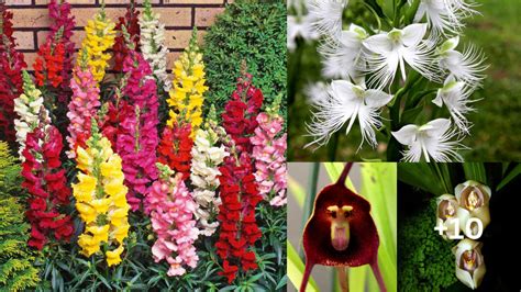 10 Remarkable Flowers with Unique and Unusual Forms - SeeCozie