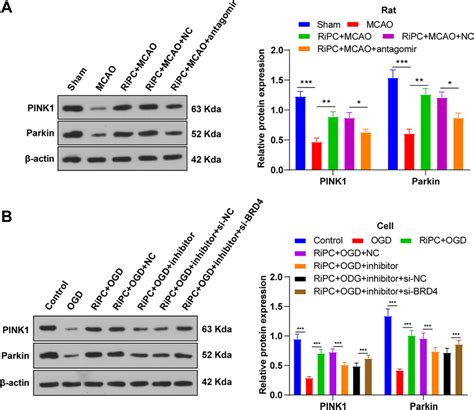 Mir P Brd Axis Regulated The Pink Parkin Pathway In Ogd Induced