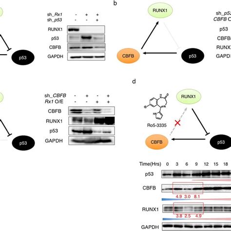 Unidirectional Regulatory Loop Of Runx1 P53 Cbfb A Download