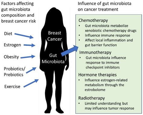 Ijms Free Full Text The Gut Microbiota A Potential Gateway To Improved Health Outcomes In