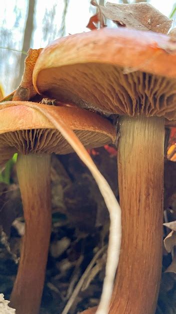 Premium Photo Cep Mushroom Growing In Autumn Forest Boletus Growing