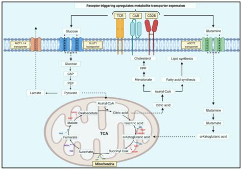 Schematic Diagram Of Metabolic Pathways In T Cells During T Cell