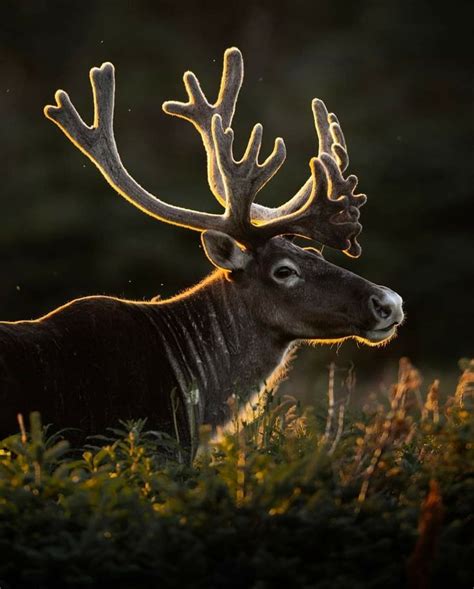 The Boreal Woodland Also Known As Eastern Woodland Caribou Boreal