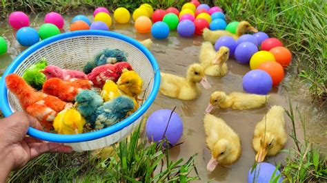 Menangkap Anak Bebek Bebek Berenang Ayam Rainbow Ayam Warna Warni