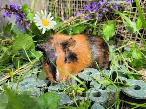 Cochon d indes mâles non castré Naissance le 4 mai Canton Vaud