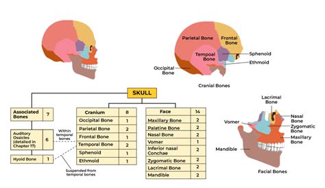 Facial Bones Of The Skull Mnemonic: Anatomy And Labeled, 48% OFF