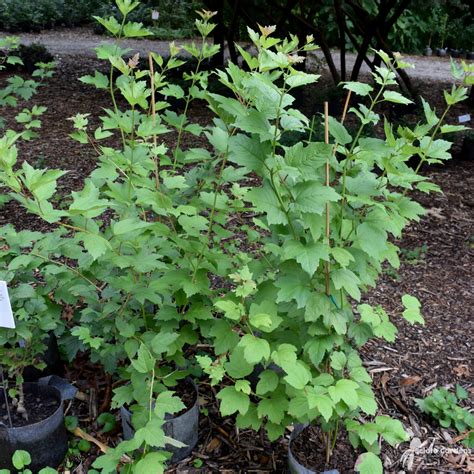 Viburnum trilobum #3 (American Cranberrybush Viburnum) - Scioto Gardens ...