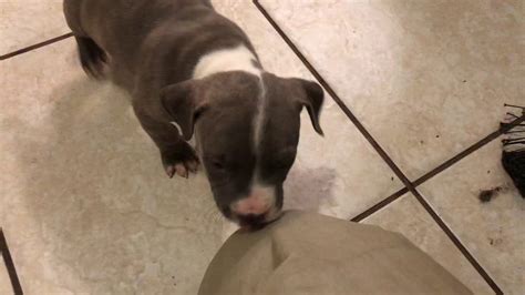 5 6 Week Old Pitbull Puppies Youtube