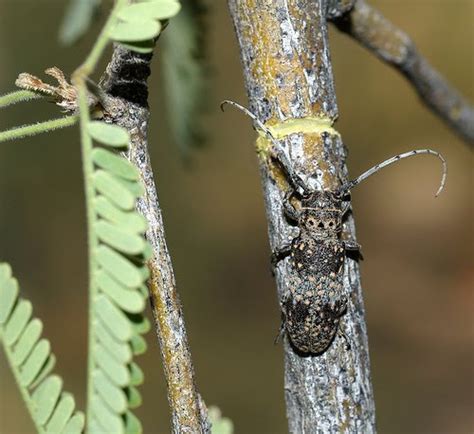 Arizona Beetles Bugs Birds And More Velcro Bug El Torrito