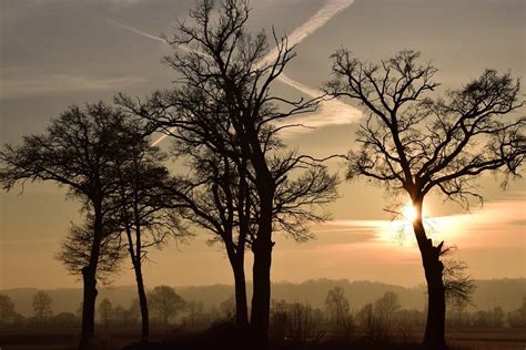 Bezplatný obrázek Dawn silueta strom krajina příroda východ