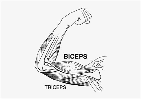 Bicep Drawing