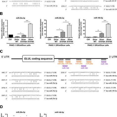 Schematic Model Illustrating The Upregulation Of Glutamine Metabolism Download Scientific