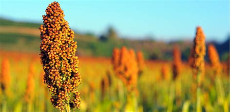 Columbus Grass Sorghum Genus Level Details And Allergy Info