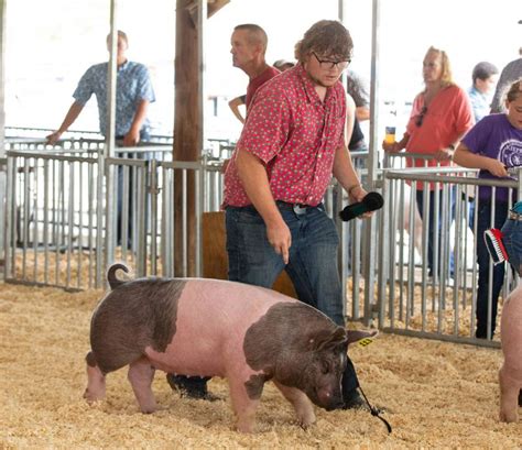 Photos: Fun at the McHenry County Fair – Shaw Local