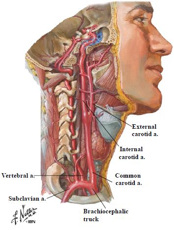 Cns Vasculature Flashcards Quizlet