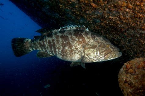 Epinephelus Coioides