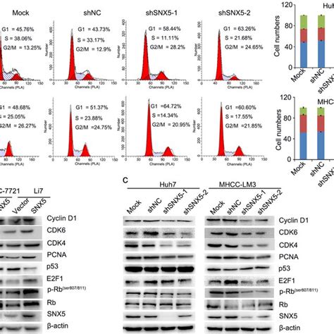 Knockdown Of Snx Induces The G S Phase Arrest Of Hcc Cells A The