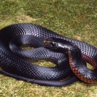 Red-Bellied Black Snake Facts and Pictures