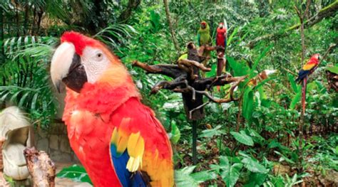 Copán Liberan Un Grupo De Guacamayas En Sitio Arqueológico