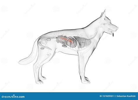 The canine pancreas stock illustration. Illustration of organs - 157609501