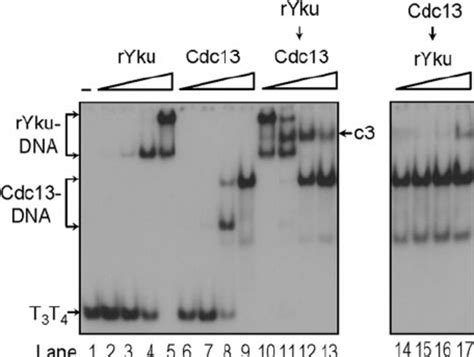 Stably Formed Yku Is Required For Ternary Complex Formation A