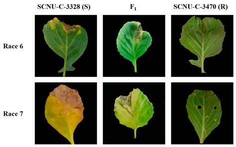 Plants Free Full Text Inheritance Of Black Rot Resistance And