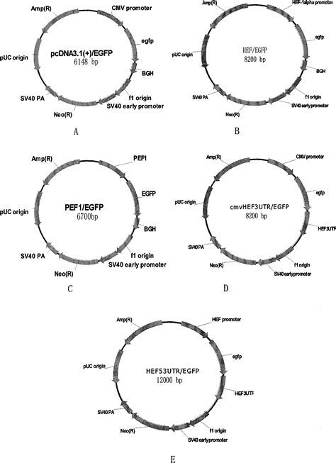 Expression Vector For Efficiently Expressing Exogenous Gene Of Hek293