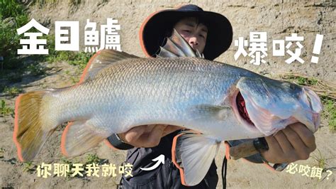 野生金目鱸爆咬！海鱸就愛搞偷襲，不注意就等著中魚吧！ Seabass 路亞 海鱸 釣魚 Youtube