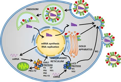 Influenza Virus Life Cycle